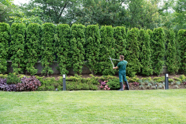 Best Tree and Shrub Care  in Cologne, MN